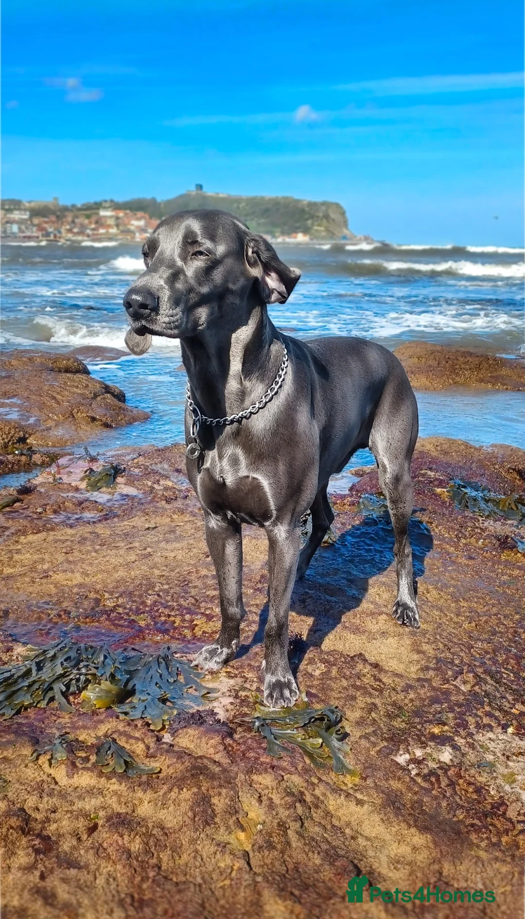 Weimaraner dogs for sale: Blue and silver Weimaraner puppies  in Spalding - Advert 4