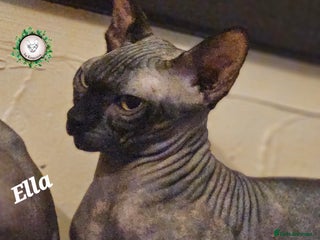 Sphynx cats Beautiful Canadian Sphynx 😍 - Advert 1