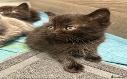 British Shorthair cats for sale: British short hair - Image 8