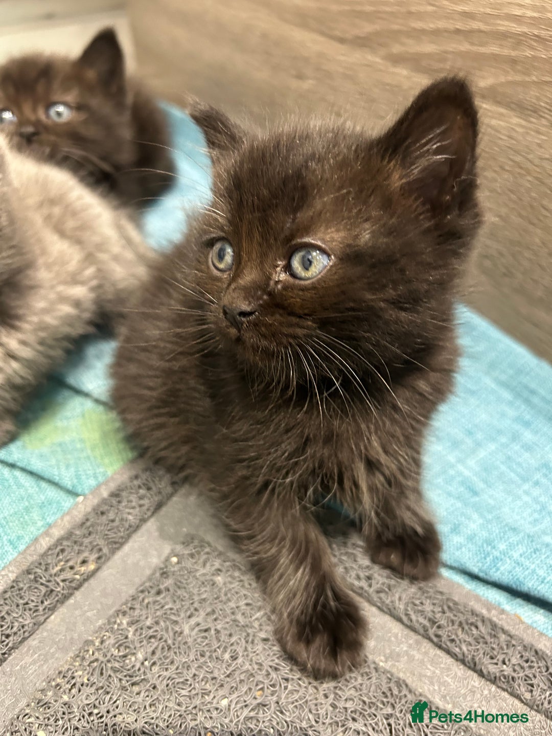 British Shorthair cats for sale: British short hair - Image 8