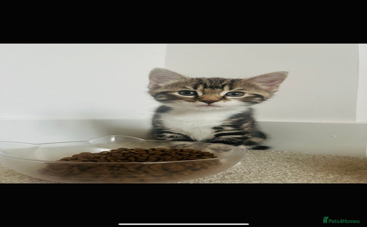 Mixed Breed cats - Advert 3