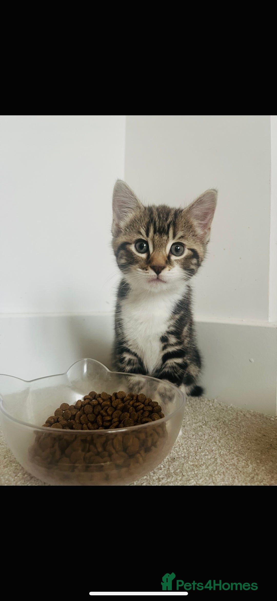 Mixed Breed cats for sale: Beautiful kitten for sale  - Image 1