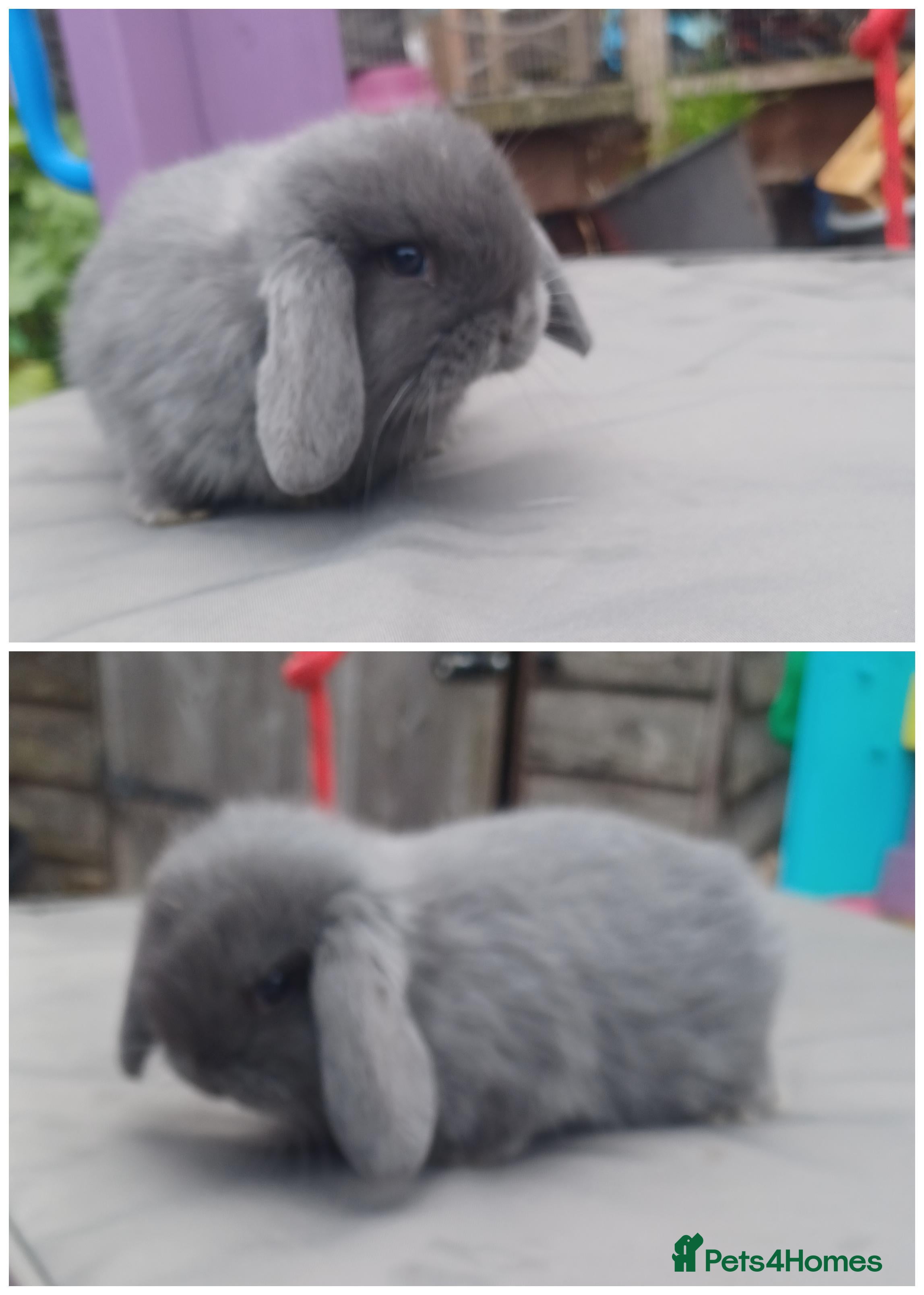 Mini Lop rabbits Super tiny mini lop buck availble  - Advert 13