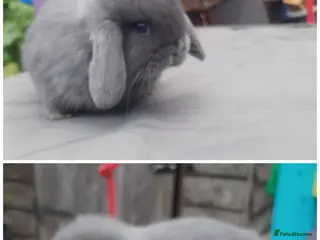 Mini Lop rabbits Super tiny mini lop buck availble - Advert 13