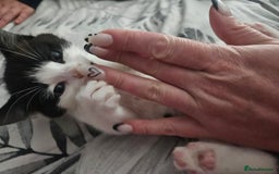 Mixed Breed cats for sale: Distinguish gentleman looking for forever home  - Advert 5