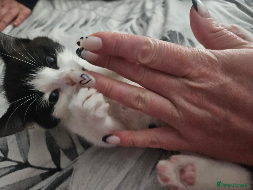 Mixed Breed cats for sale: Distinguish gentleman looking for forever home  - Advert 5