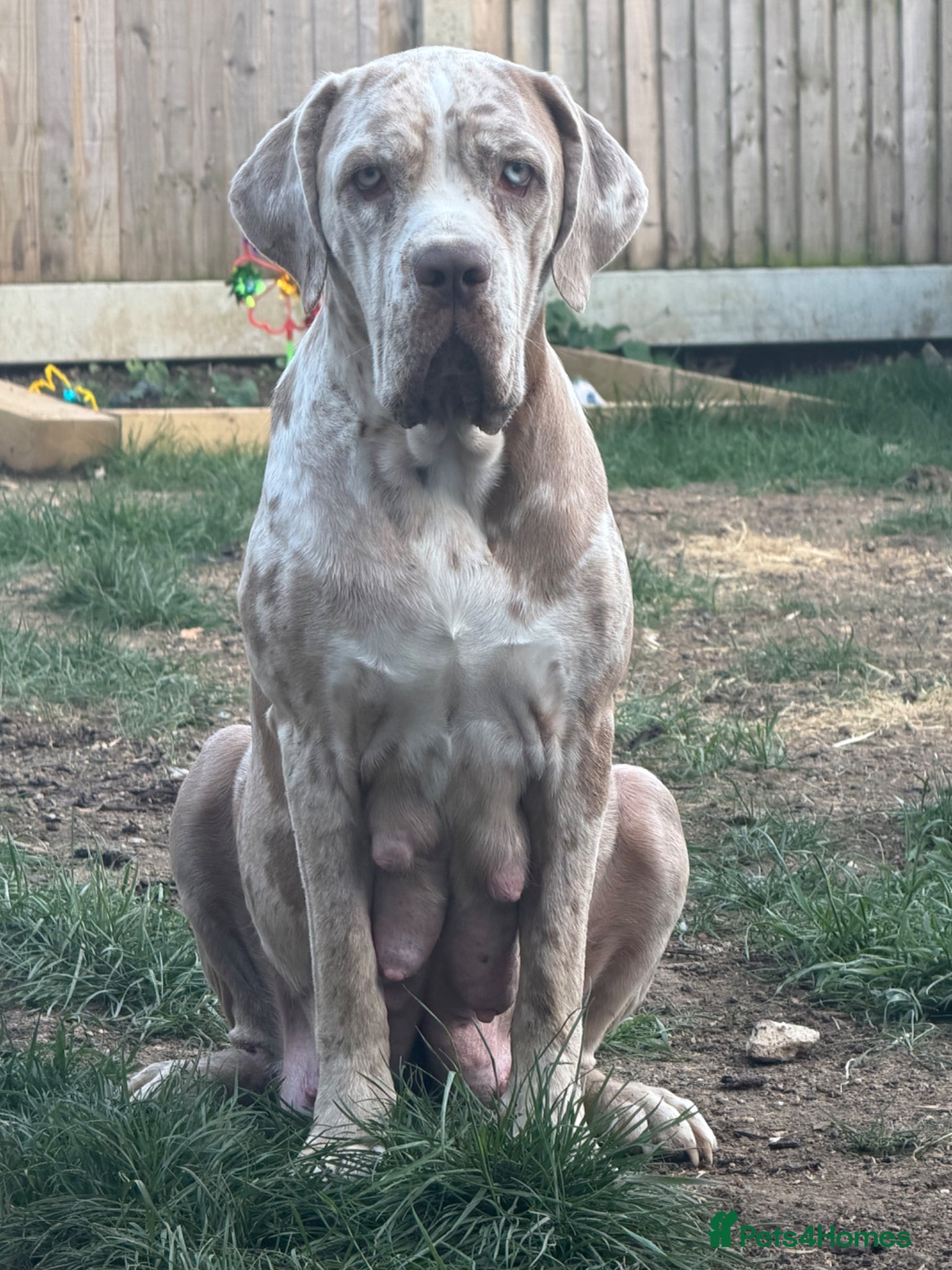 Mixed Breed dogs ✨Amazing cane corso x Bandog ✨ - Advert 1