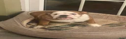 English Bulldog dogs for sale: Reluctant sale female British bulldog in Sheffield - Advert 3