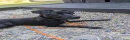 Borador dogs for sale: 1 year old Male Borador looking for a forever home - Advert 5
