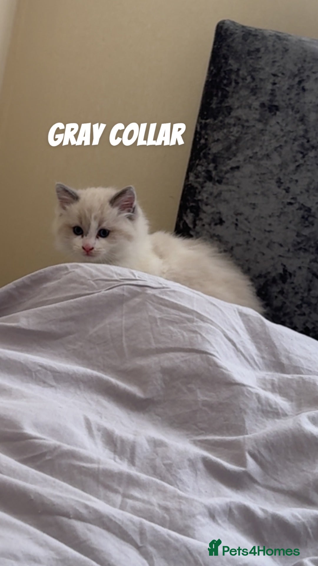 Ragdoll cats Gorgeous Ragdoll Kittens Looking for Loving Homes - Advert 18
