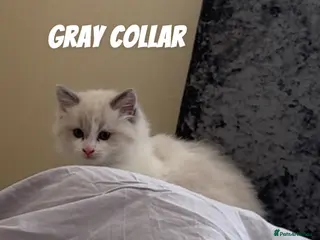 Ragdoll cats Gorgeous Ragdoll Kittens Looking for Loving Homes - Advert 18