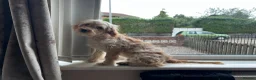 Cockapoo dogs for sale: Beautiful & fun 3 year old Cockapoo ‘Teddy’ - Advert 6