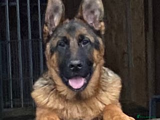 German Shepherd dogs Outstanding Vomkonstanz German Shepherd Litter - Advert 14