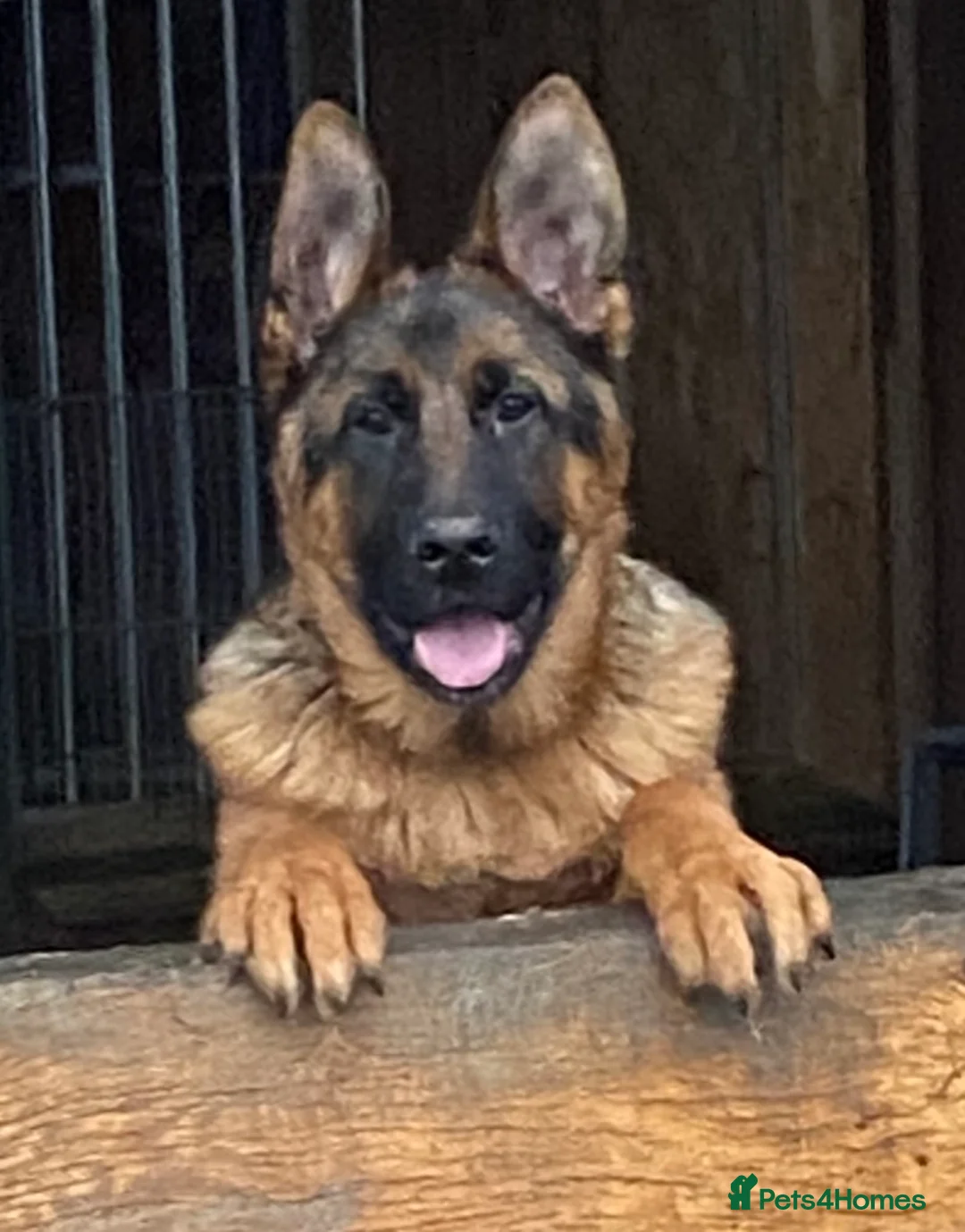 German Shepherd dogs for sale: Outstanding Vomkonstanz German Shepherd Litter  - Advert 1