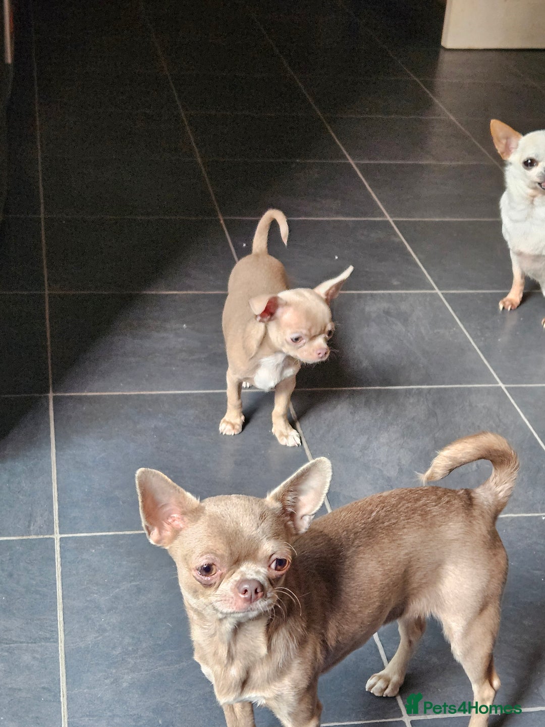 Chihuahua dogs for sale: Kc lilac small chihuahua  - Image 14