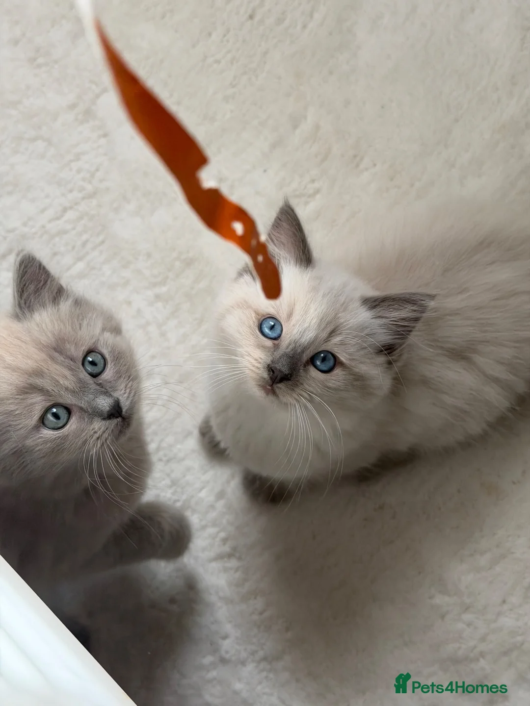 Ragdoll cats for sale: LAST FEMALE  - Advert 1