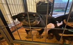 Rottweiler dogs for sale: Rottweiler puppies  - Advert 4