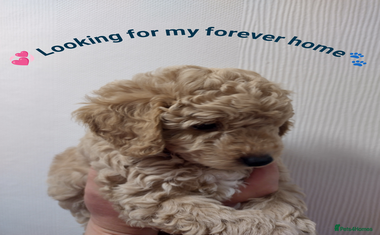 Cockapoo dogs - Advert 7