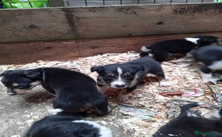 Border Collie dogs - Advert 2