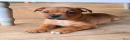 Staffordshire Bull Terrier dogs for stud: 🥨CHIEF CHAMPION SIRED 🥨🏆  in Rochdale - Advert 13
