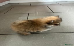 Pomeranian dogs for sale: Full Pomerianians X Small Breed - Image 5
