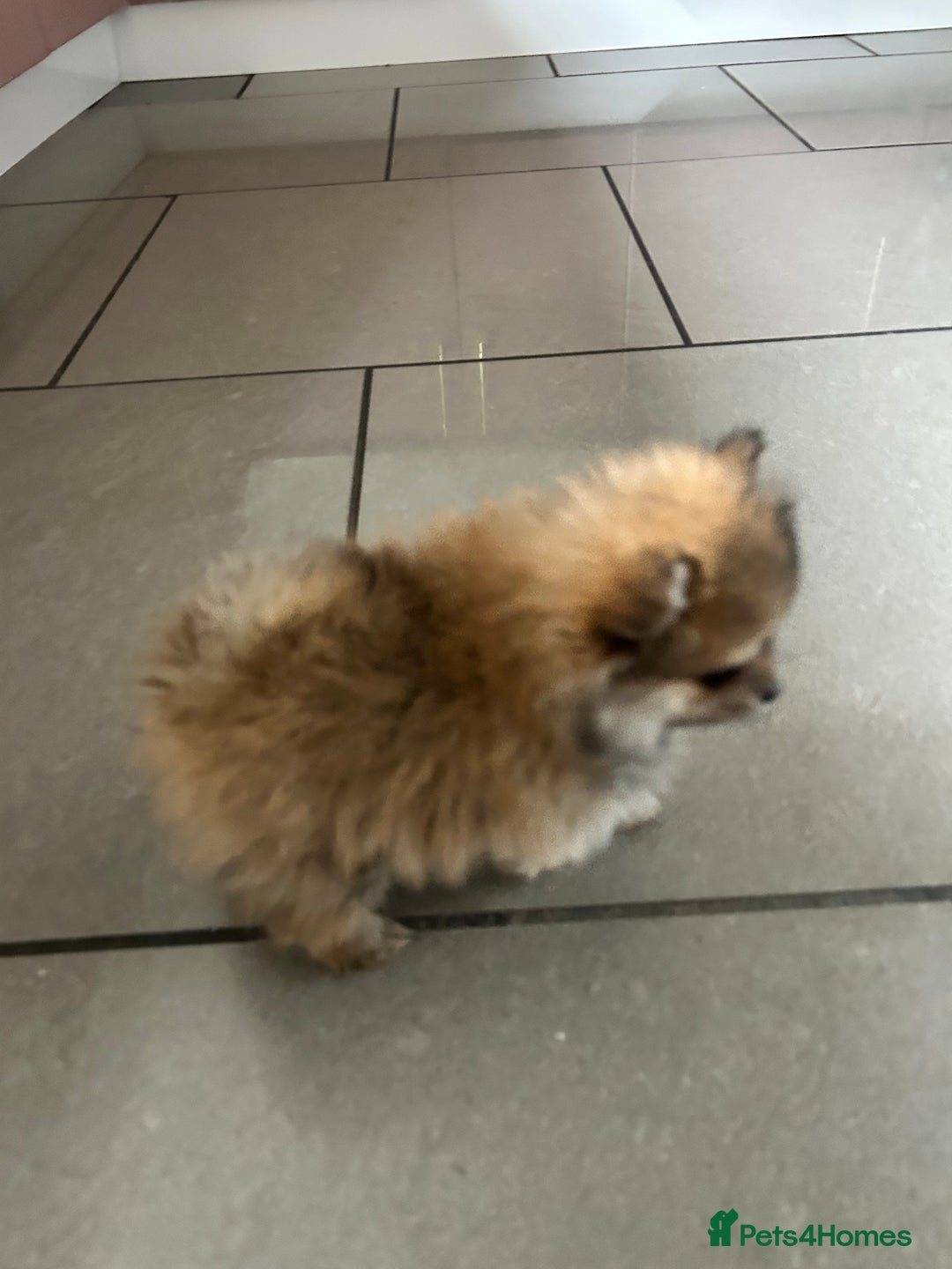 Pomeranian dogs for sale: Full Pomerianians X Small Breed - Image 5