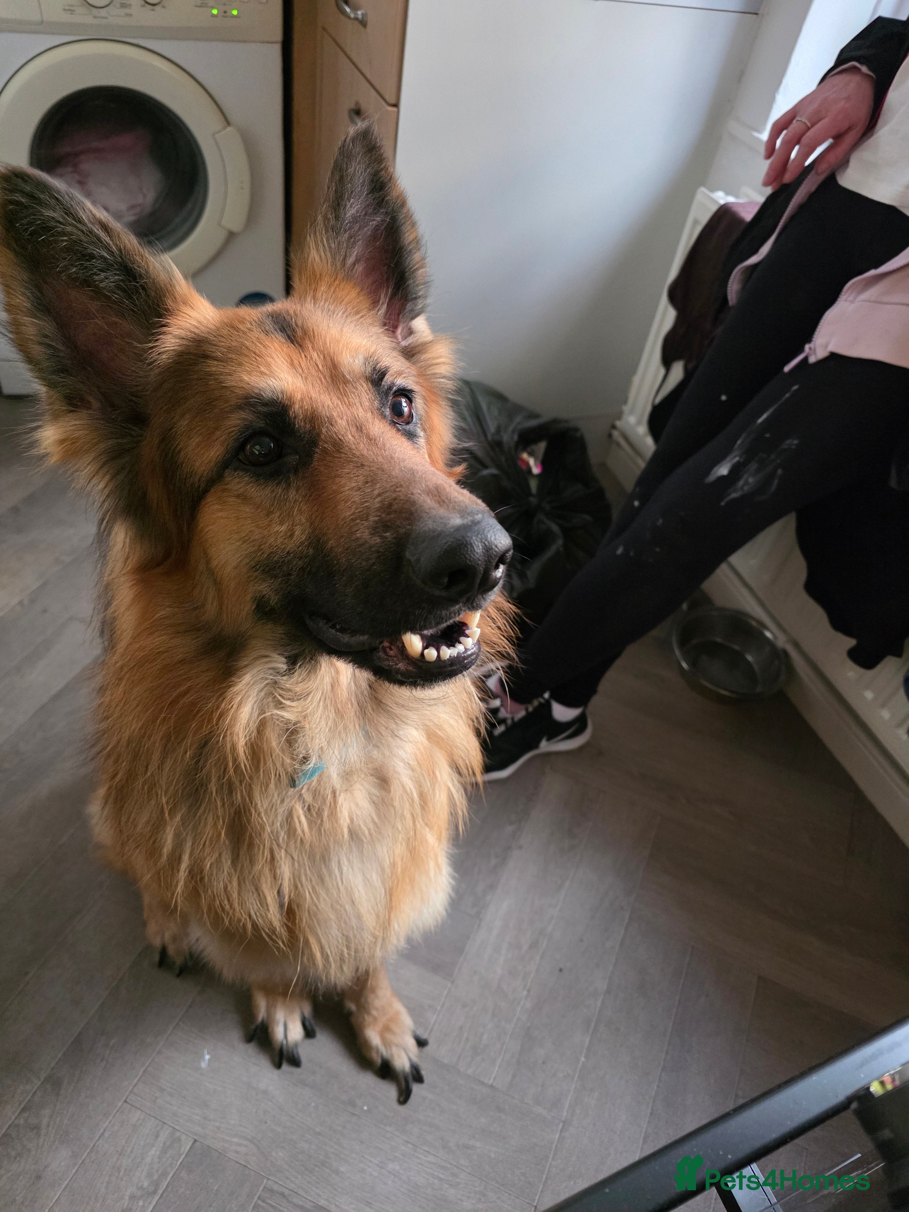 German Shepherd dogs 2 year old German shepard - Advert 1