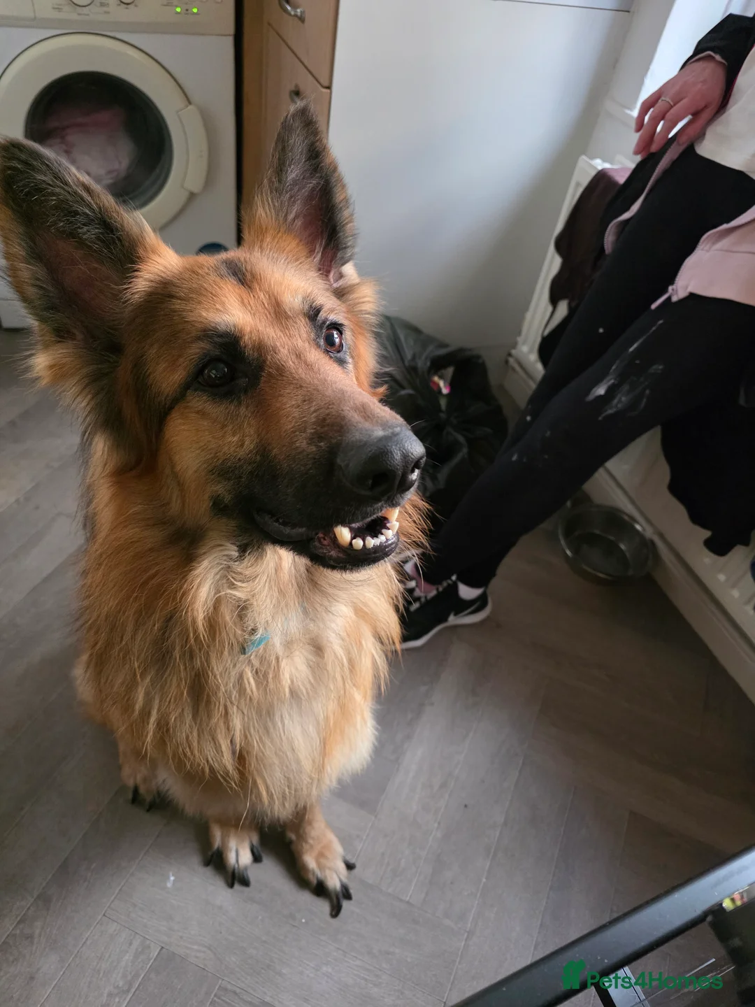 German Shepherd dogs for sale: 2 year old German shepard in Doncaster - Advert 1