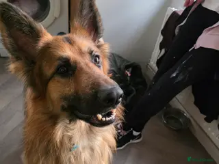 German Shepherd dogs 2 year old German shepard - Advert 1