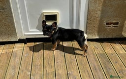 French Bulldog dogs for sale: Kylo needs a new home  - Image 5
