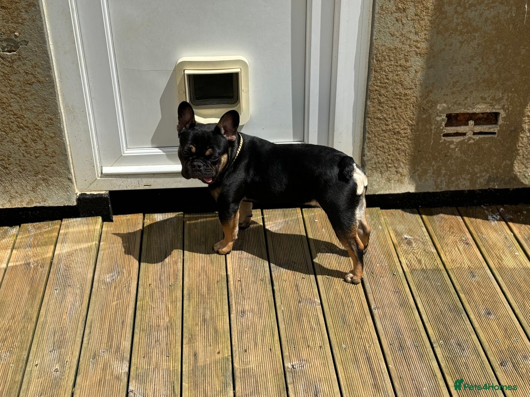 French Bulldog dogs for sale: Kylo needs a new home  - Image 5