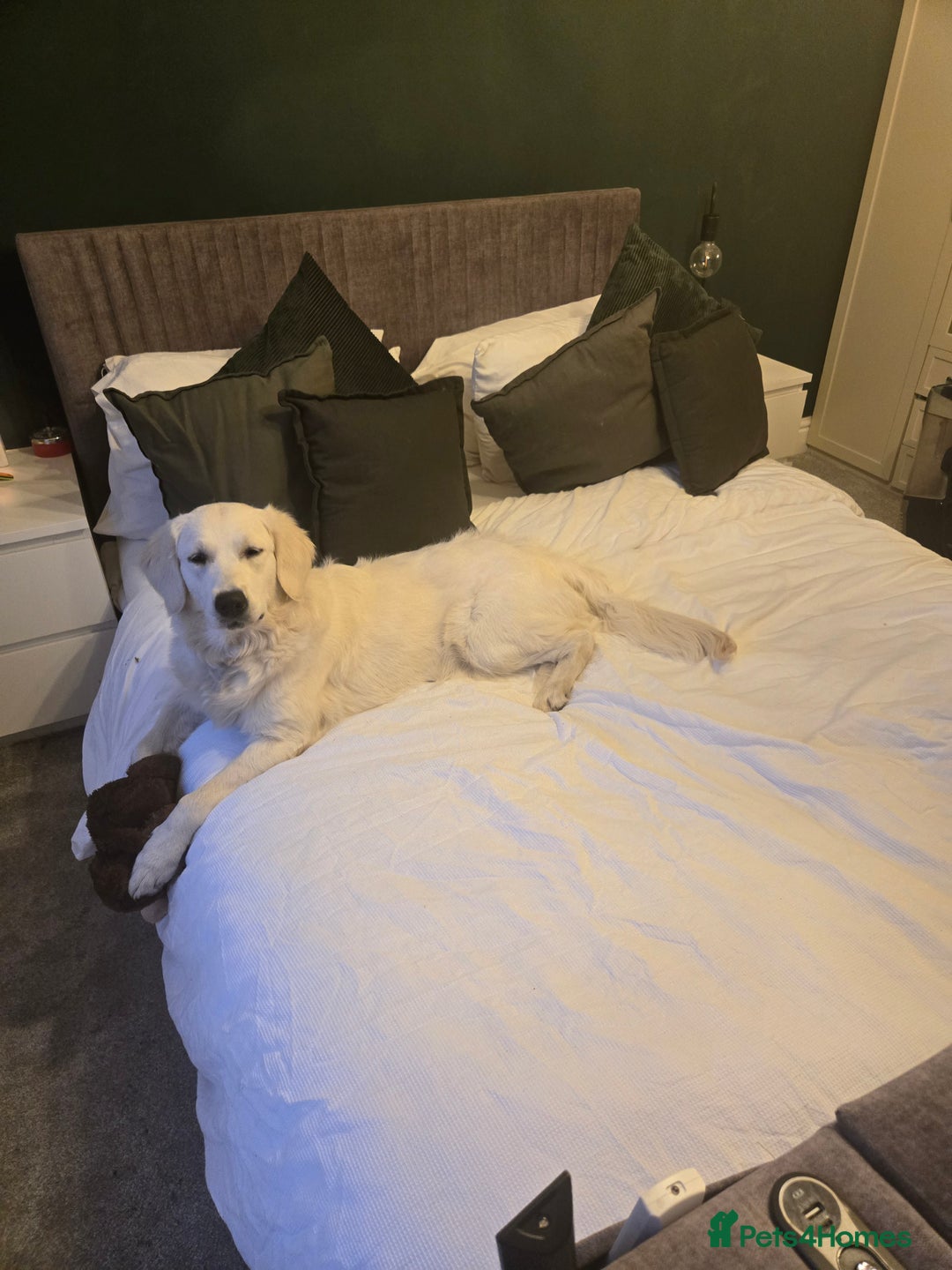 Mini Goldendoodle dogs for sale: Golden doodles 8 babies  - Advert 3