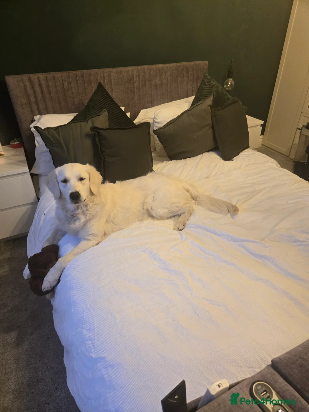 Mini Goldendoodle dogs for sale: Available from Monday  - Advert 17