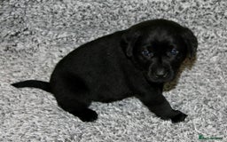 Labrador Retriever dogs for sale: All viewings booked or puppies reserved - Advert 11