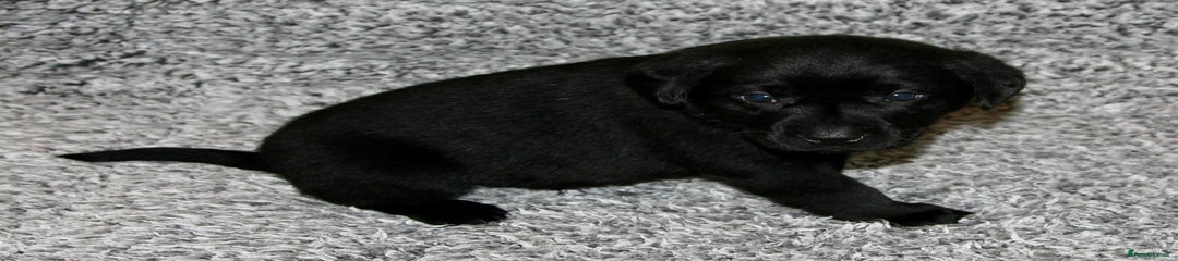 Labrador Retriever Puppy 2