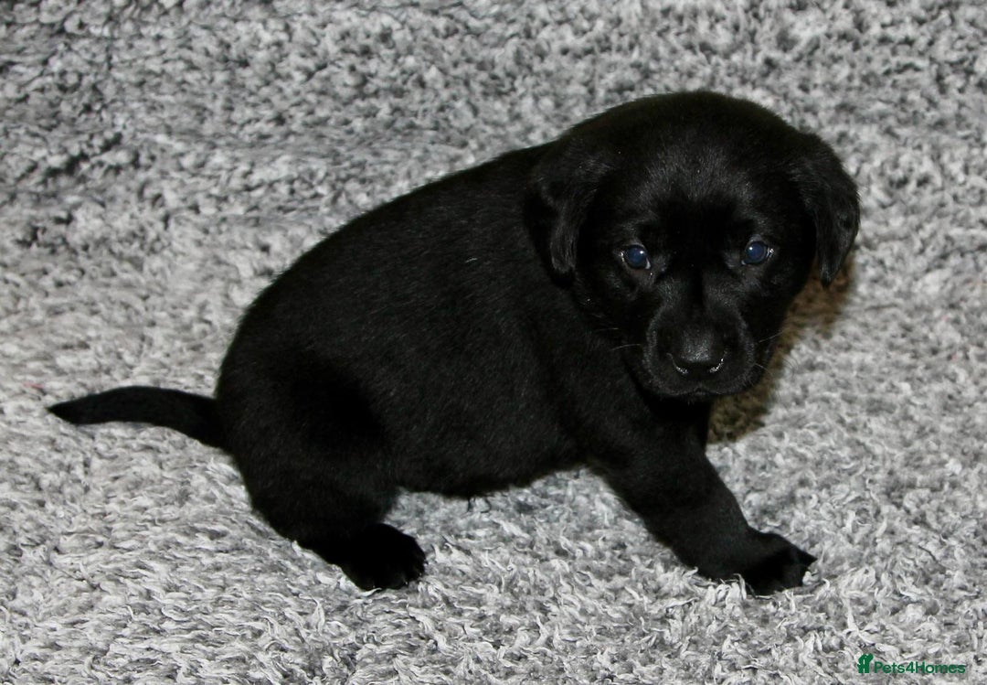 Labrador Retriever dogs for sale: All viewings booked or puppies reserved - Advert 11