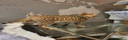 Bengal cats for sale: 🐆🐆Beautiful Pedigree Bengal Kittens🐆🐆  - Advert 31