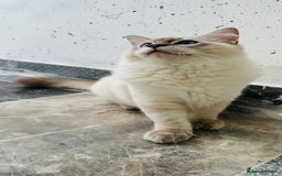 Ragdoll cats for sale: GCCF full pedigree ragdoll kittens  - Image 12