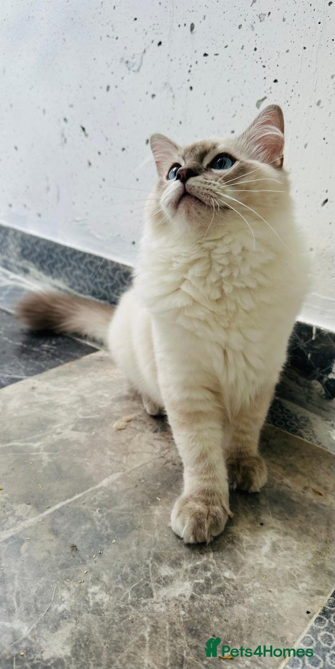 Ragdoll cats for sale: GCCF full pedigree ragdoll kittens  - Image 12