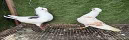 Pigeons birds for sale: Top Quality Strong Breeding Pair – Vaccinated - Advert 20