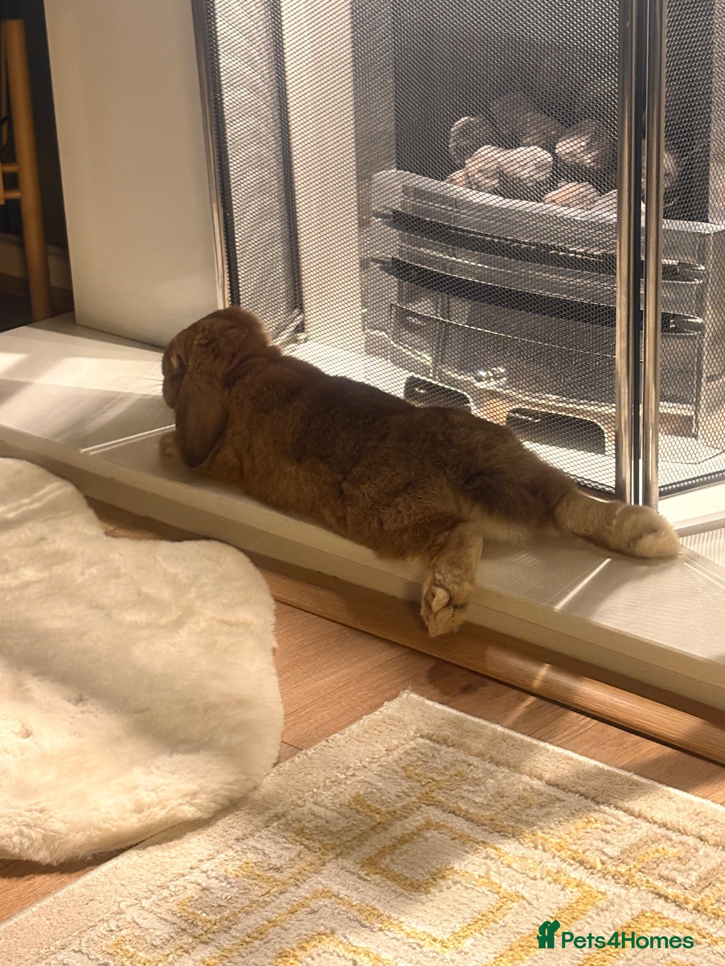 Mini Lop rabbits for sale: 🐰 Meet Benji –A 9-Month-Old Mini Lop Rabbit! ❤️ - Advert 2