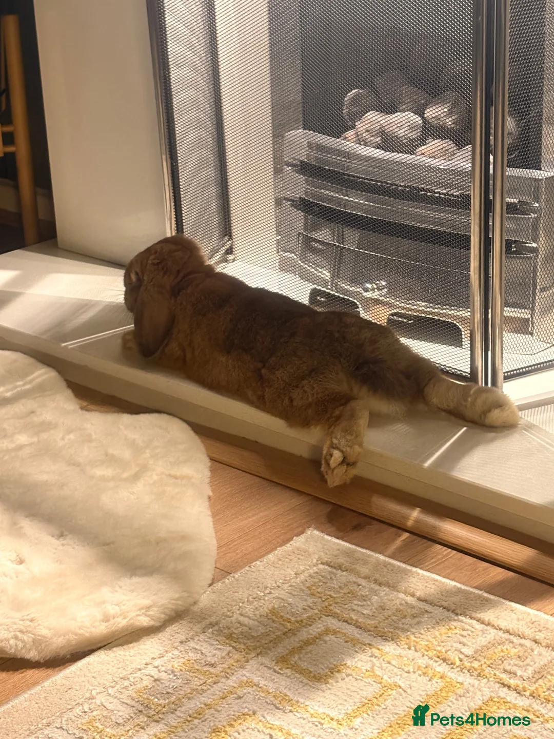 Mini Lop rabbits for sale: 🐰 Meet Benji –A 9-Month-Old Mini Lop Rabbit! ❤️ - Advert 2