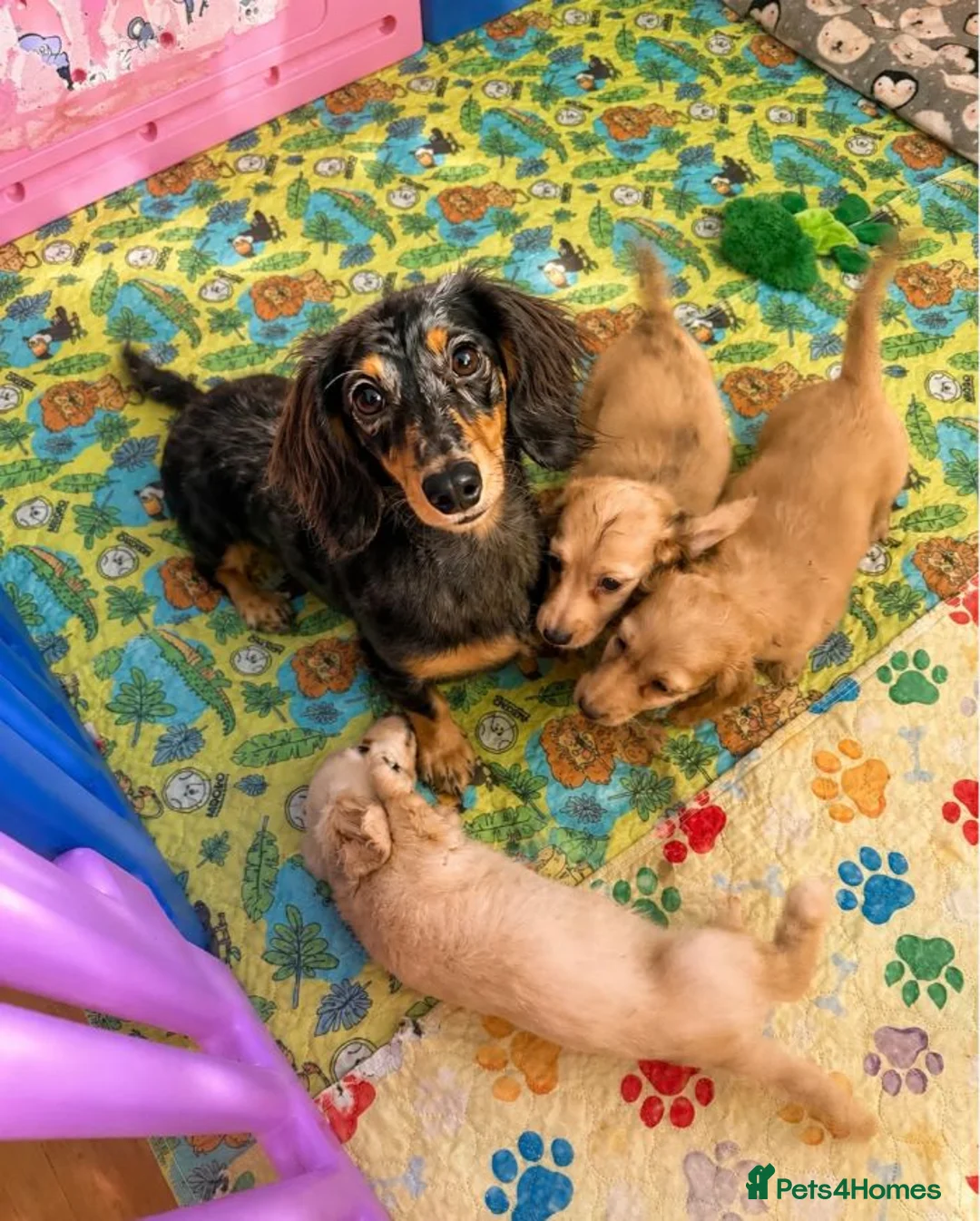 Miniature Dachshund dogs for sale: Beautiful Long Coat Miniature Dachshund Puppies in Worthing - Advert 10