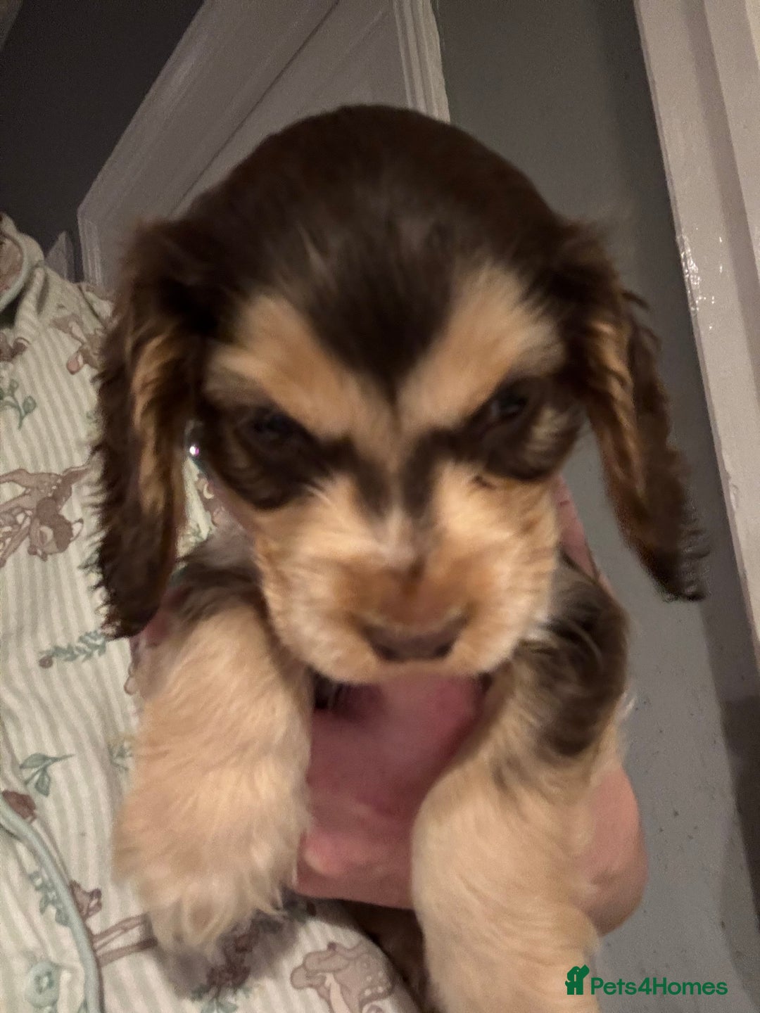 Cocker Spaniel dogs for sale: Stunning litter of Show Cocker Spaniel Puppies - Image 2