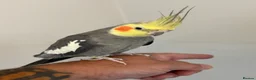 Cockatiels birds for sale: 3 mixed cockatiels 1 hand tame with 2 cages  - Advert 6