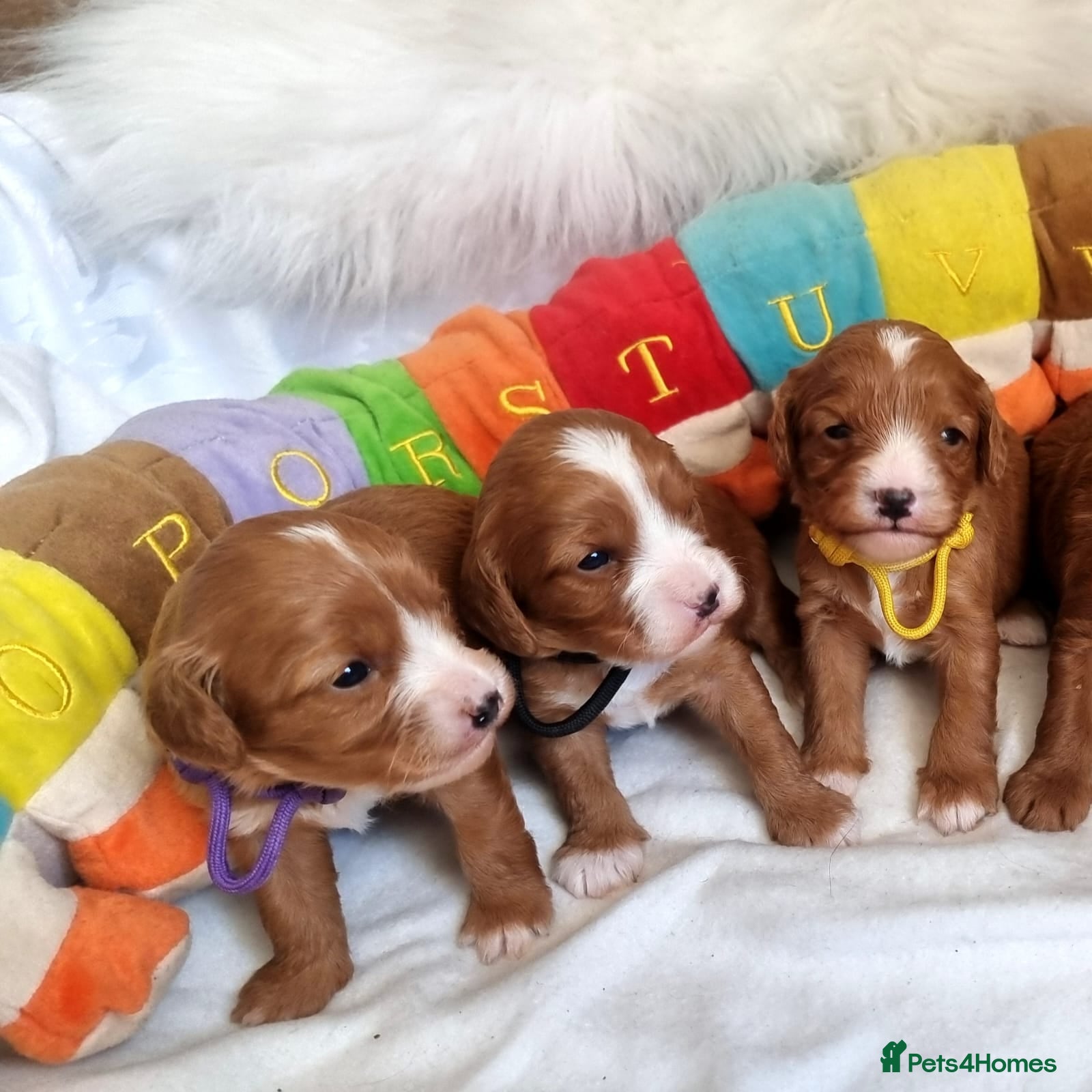 Cavapoo dogs  Cavapoo F1 puppies,DNA tested parents - Advert 9