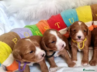 Cavapoo dogs Cavapoo F1 puppies,DNA tested parents - Advert 18