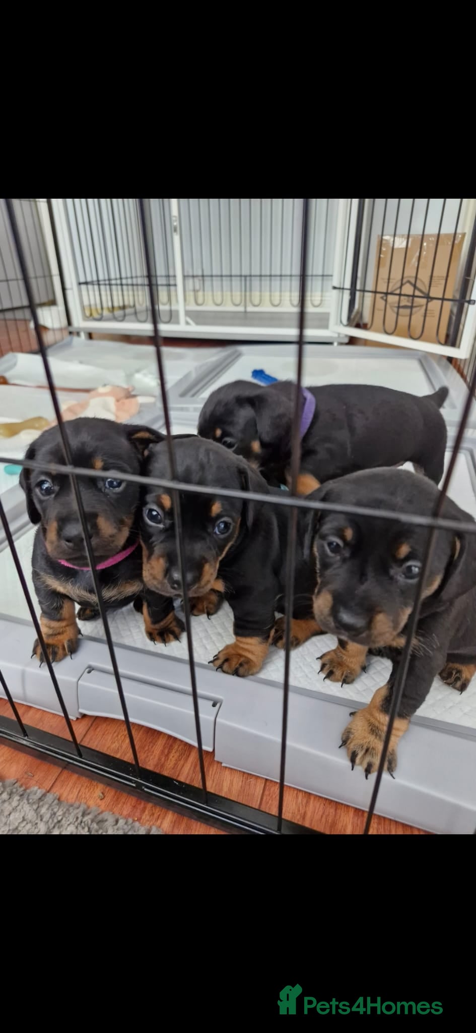Dachshund dogs 5 Dachsund Puppies (2 boys & 3 girls) - Advert 5