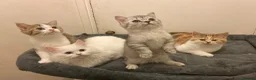Munchkin cats for sale: Full Pedigree Munchkin Kittens - Advert 18