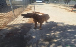 Mixed Breed dogs for adoption: Urgent 🚨 Home for Kobi  in Hengoed - Image 20